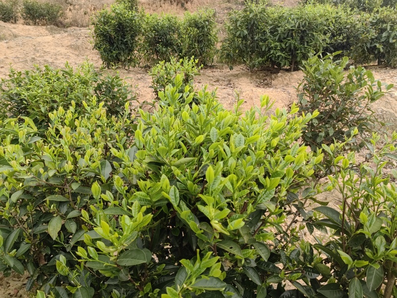 高山绿茶