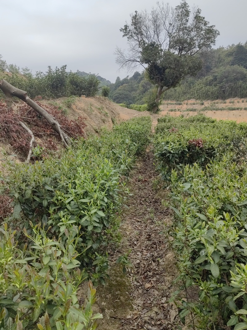 高山绿茶