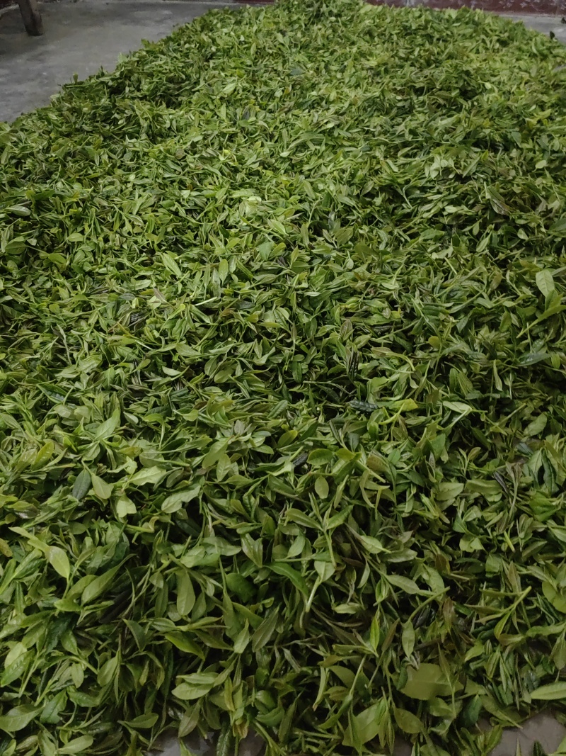高山绿茶