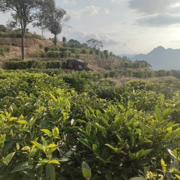 高山绿茶