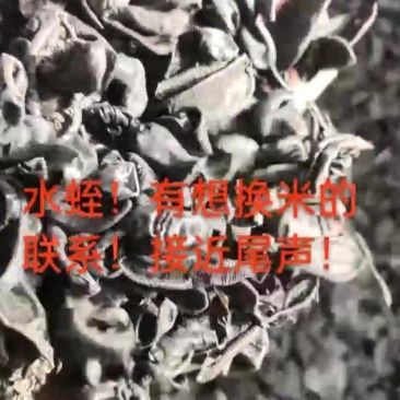 水蛭干