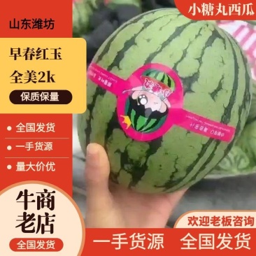 【推荐】寒亭小糖丸西瓜代办包熟包甜一手货源量大从优
