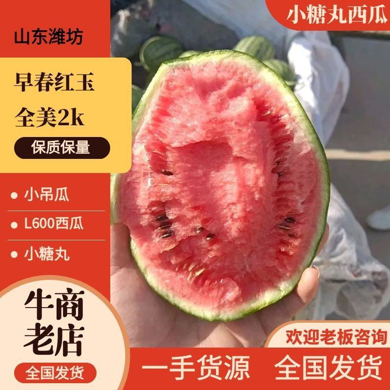 【推荐】小吊瓜蓝籽西瓜包熟包甜一手货源量大从优