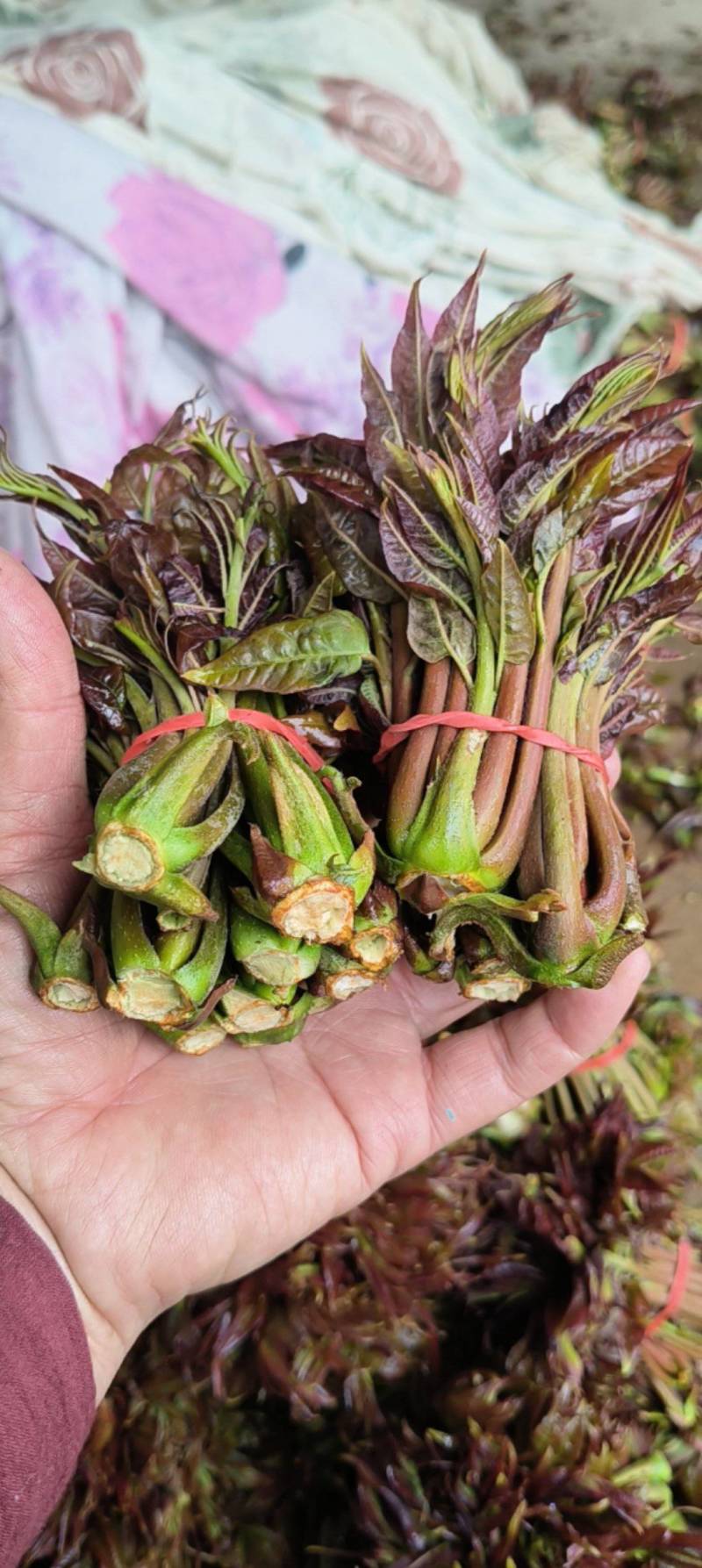 香椿芽