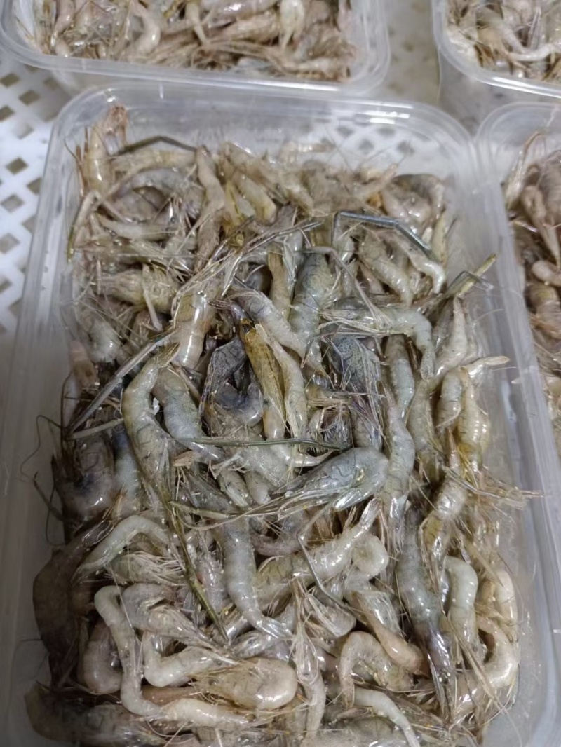 招牌河虾，价格便宜，冰鲜/冻版发货