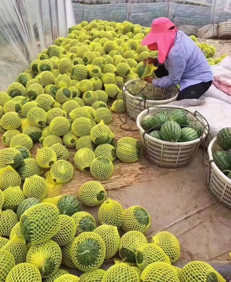 特小凤西瓜云南西瓜（一件代发）规格齐全，欢迎来电咨询