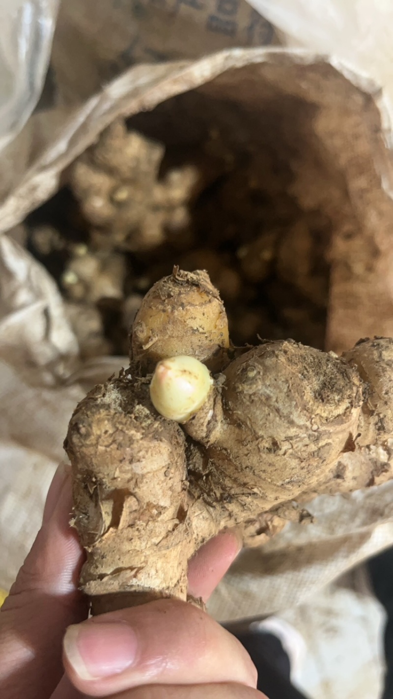 白口姜种