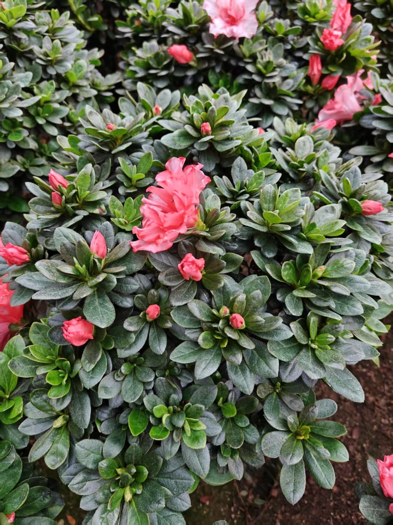 樱桃红杜鹃花