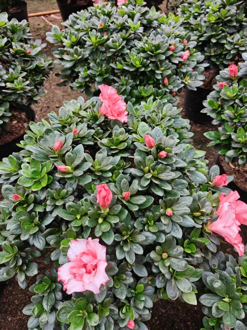 樱桃红杜鹃花