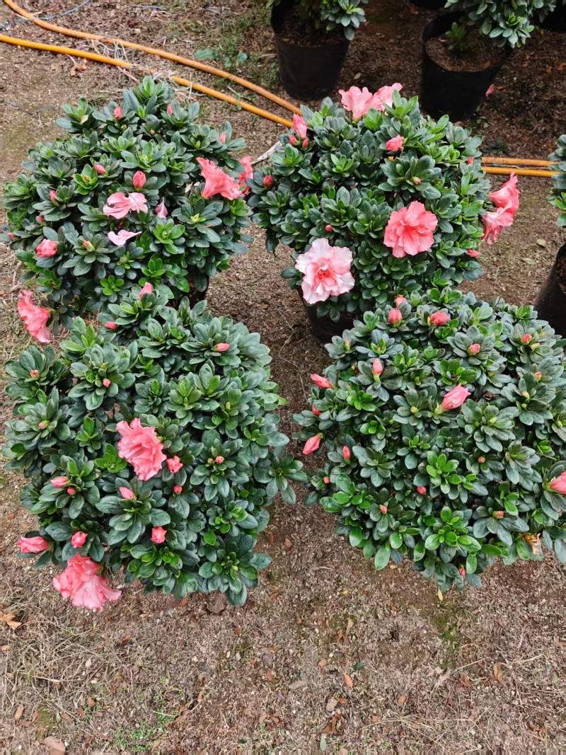 樱桃红杜鹃花