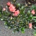 樱桃红杜鹃花