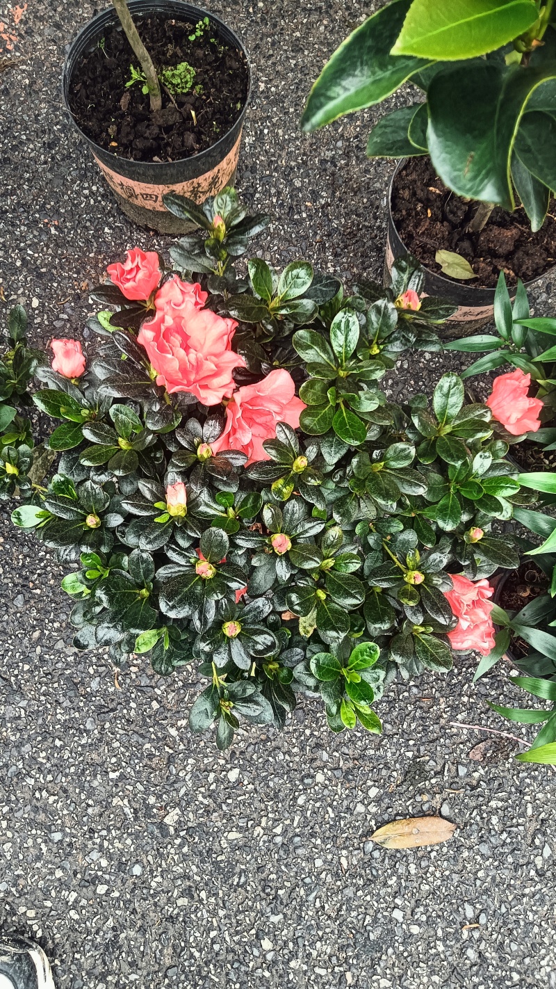 樱桃红杜鹃花