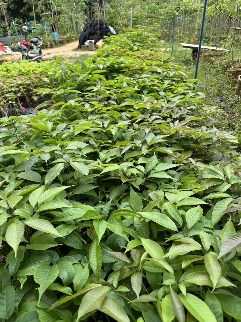紫花风铃木苗绣球紫花风铃丹紫一号产地直发