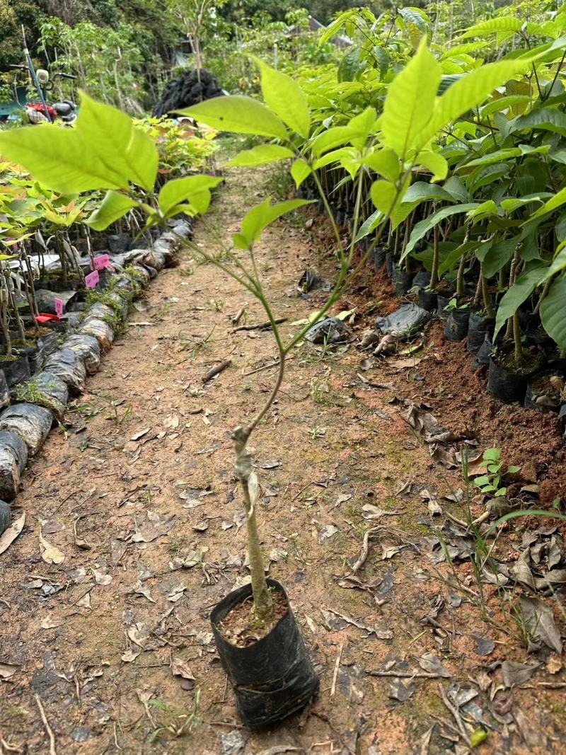 紫花风铃木苗绣球紫花风铃丹紫一号产地直发