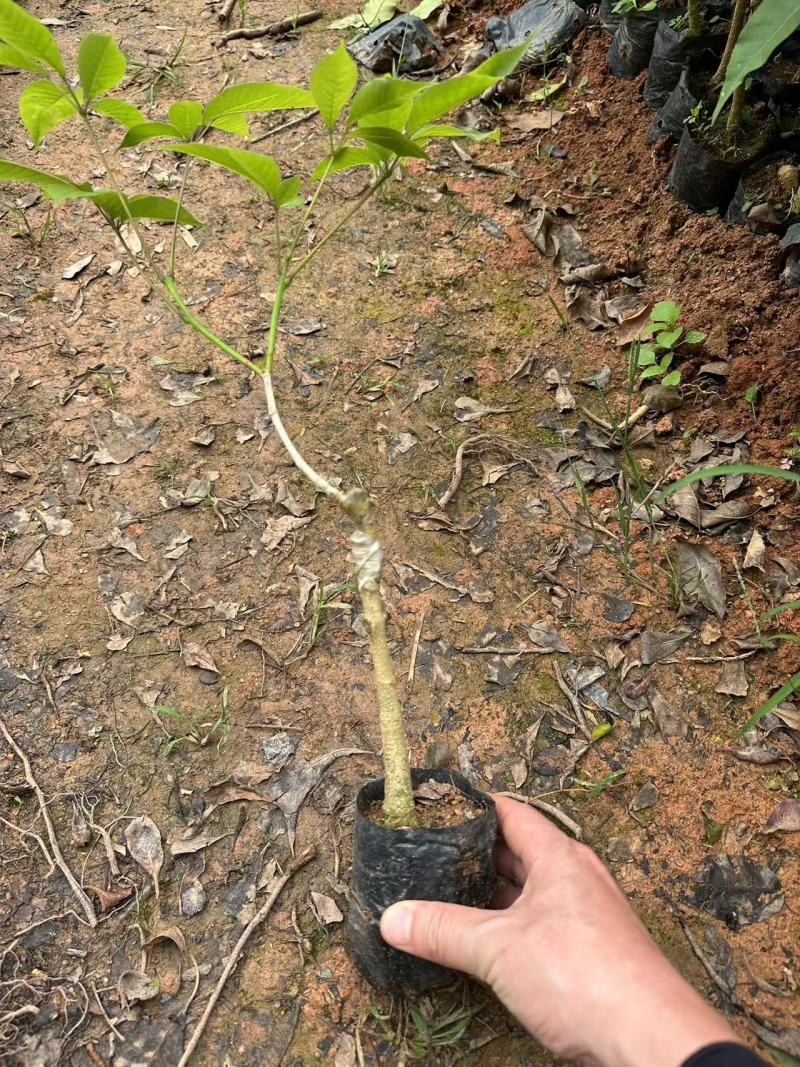 紫花风铃木苗绣球紫花风铃丹紫一号产地直发