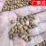 郁李仁小李仁饱满无杂一公斤起批新疆货甘肃货内蒙货