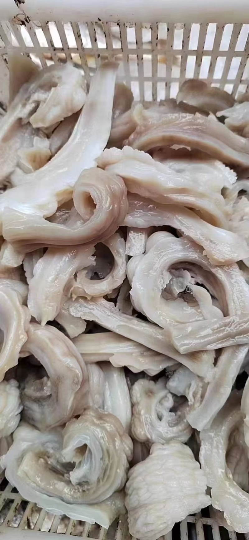 鲨鱼肚