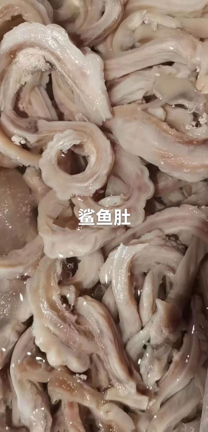 鲨鱼肚