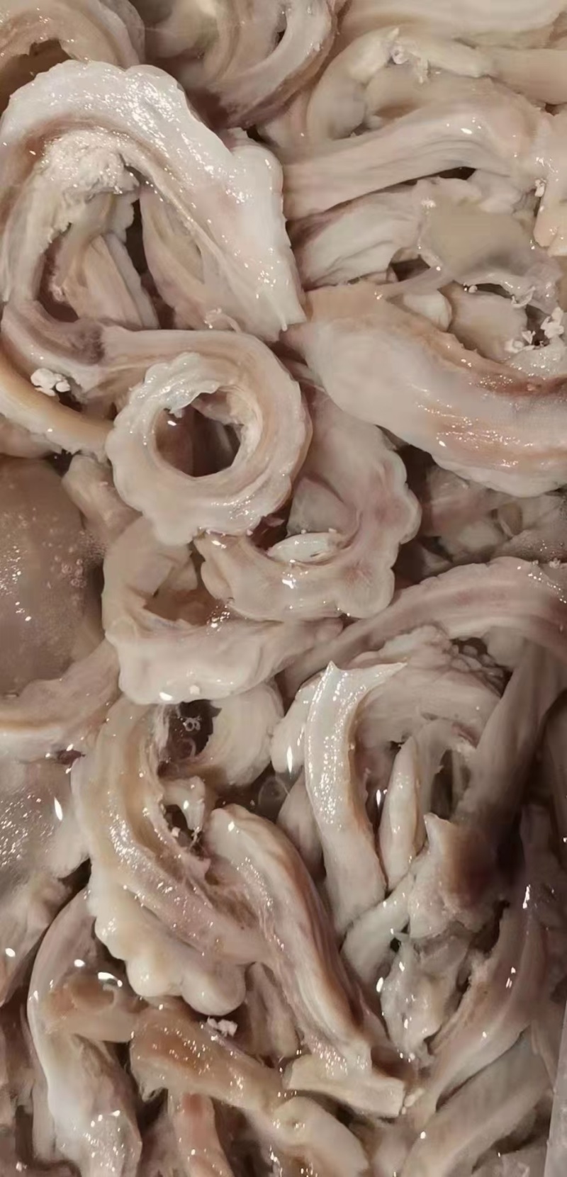 鲨鱼肚