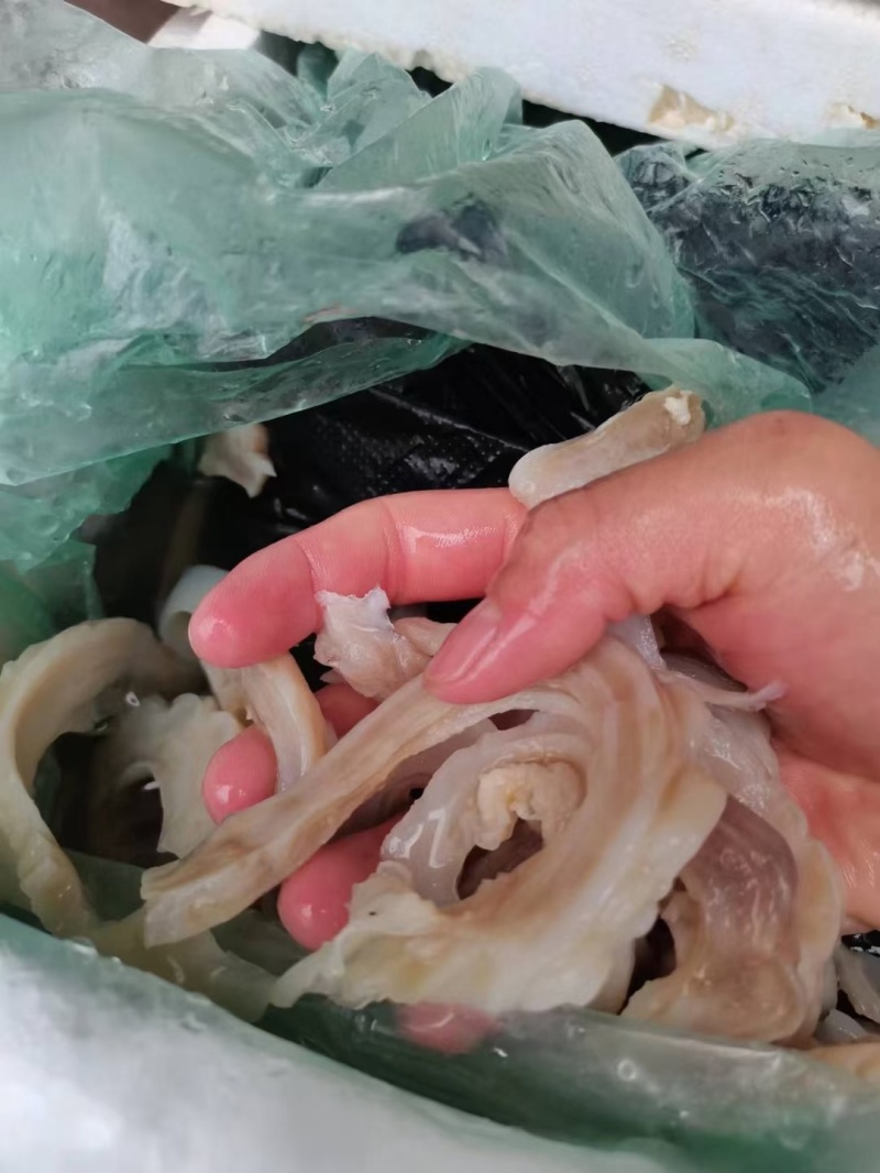 鲨鱼肚
