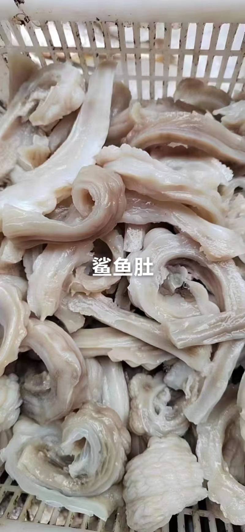 鲨鱼肚