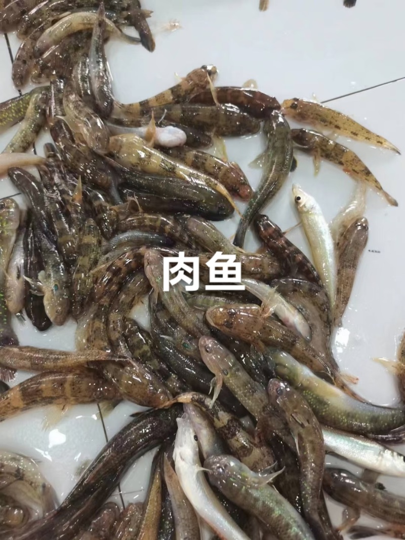 肉鱼，香煎/油炸，椒盐/干锅，嘎嘎香的下酒菜