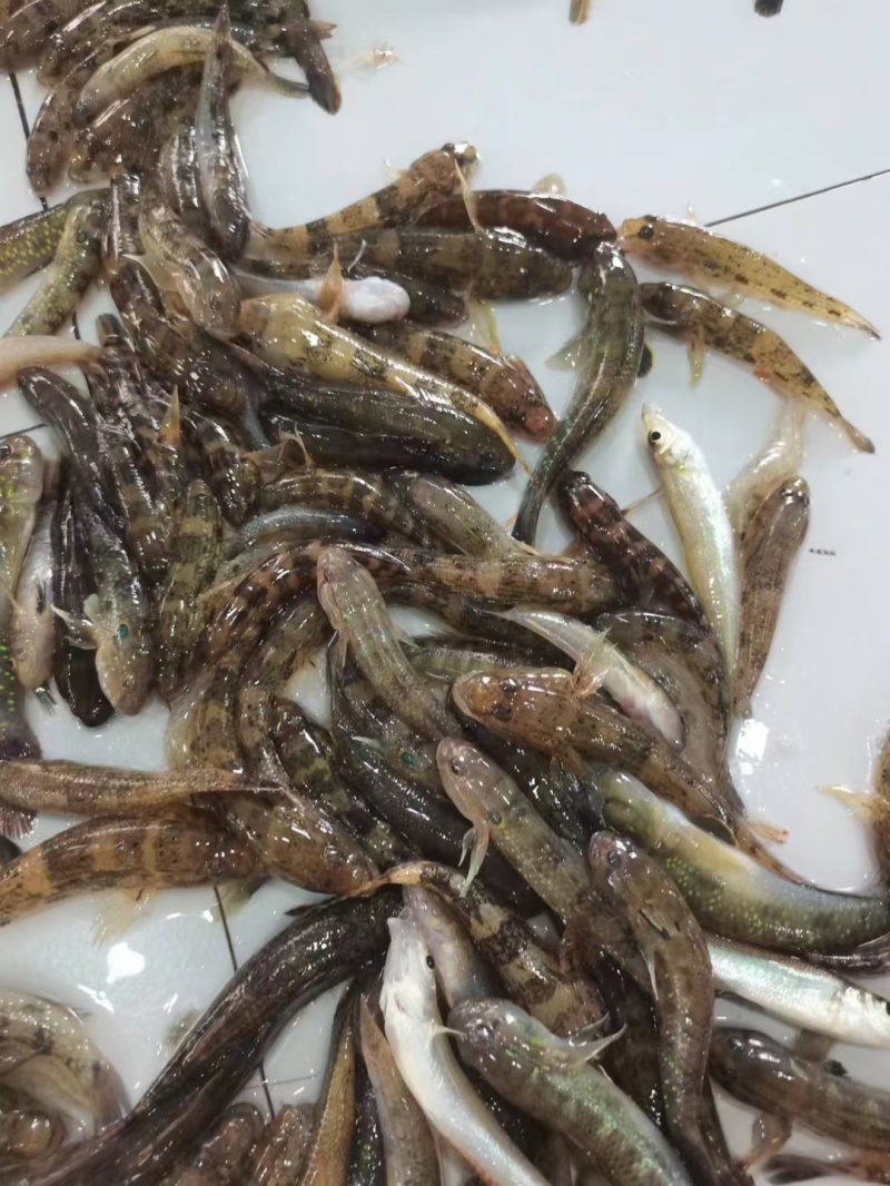 肉鱼，香煎/油炸，椒盐/干锅，嘎嘎香的下酒菜