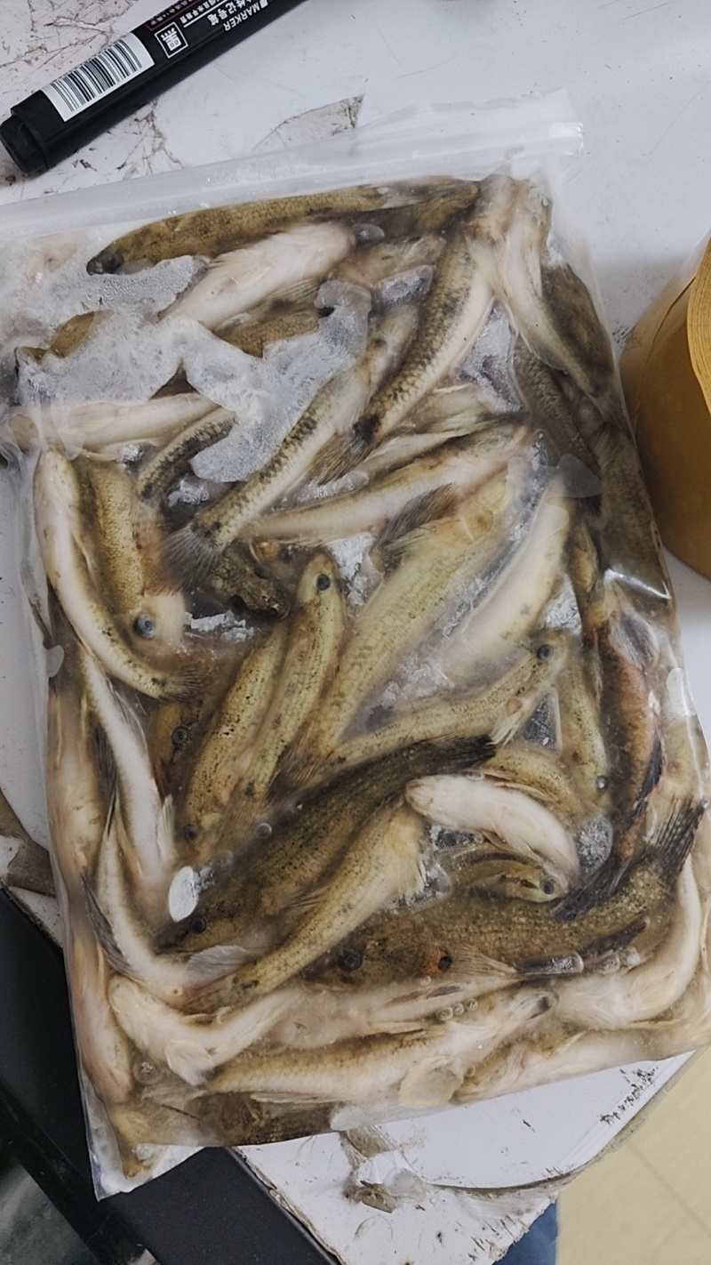 肉鱼，香煎/油炸，椒盐/干锅，嘎嘎香的下酒菜