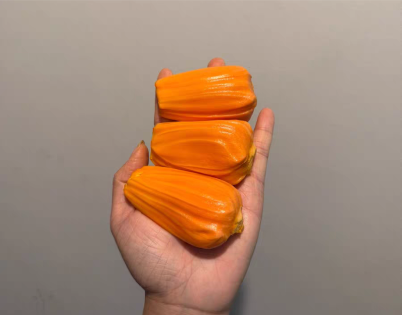 红肉菠萝蜜苗，嫁接苗，营养杯苗