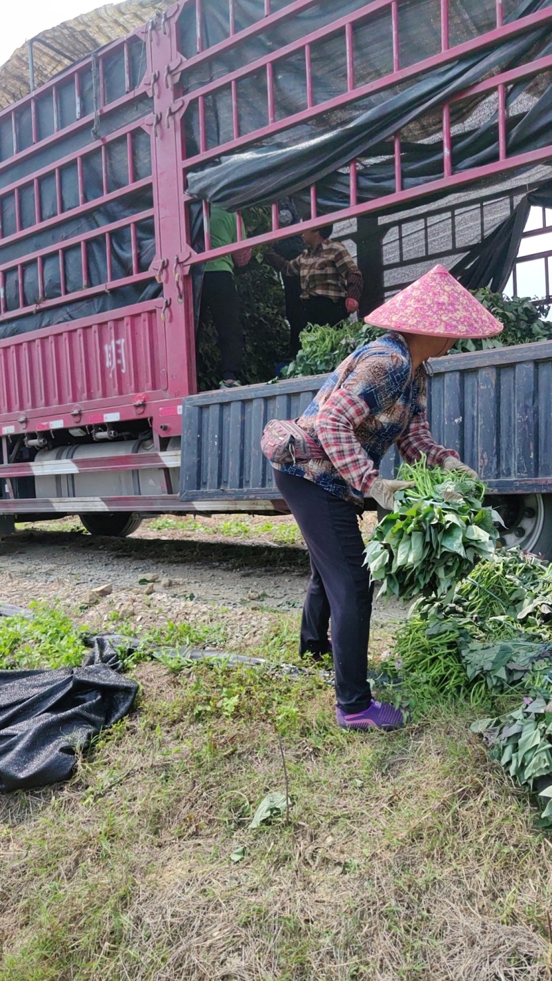 西瓜红脱毒大田苗