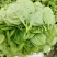 木耳菜落葵叶菜