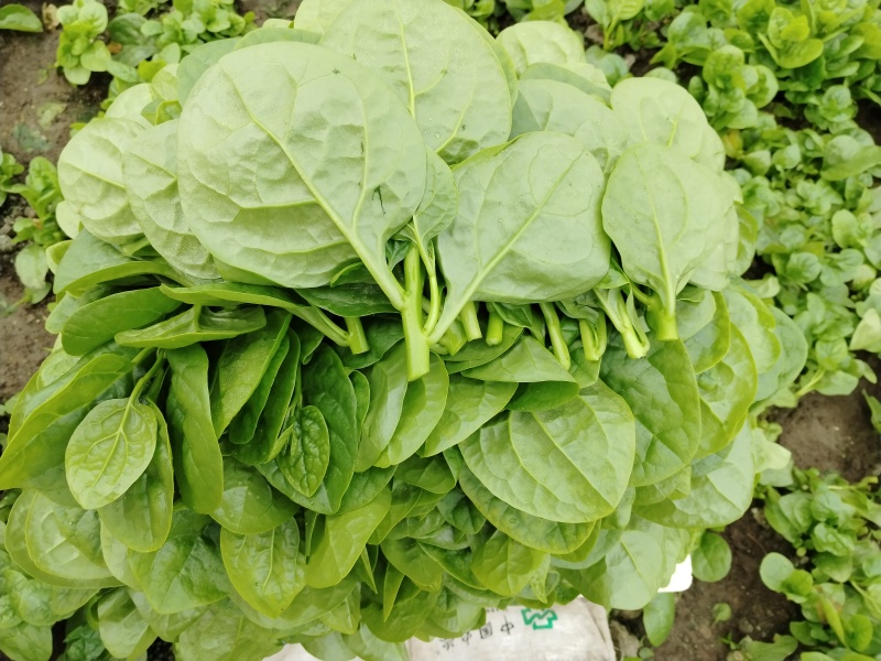 木耳菜落葵叶菜