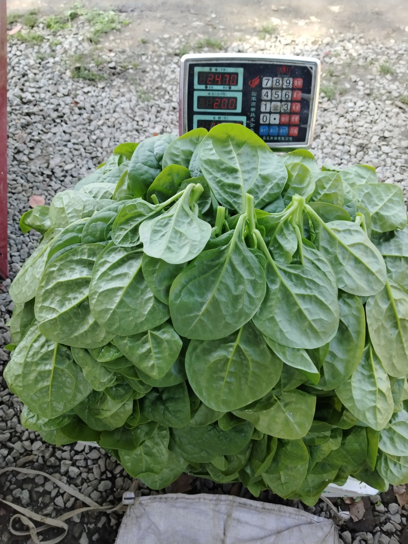 木耳菜落葵叶菜
