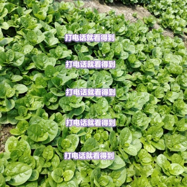 木耳菜落葵叶菜