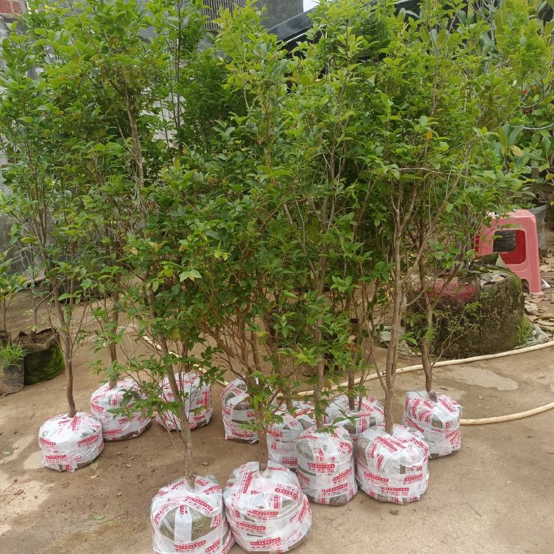 沙巴嘉宝果苗，中大苗，苗子漂亮