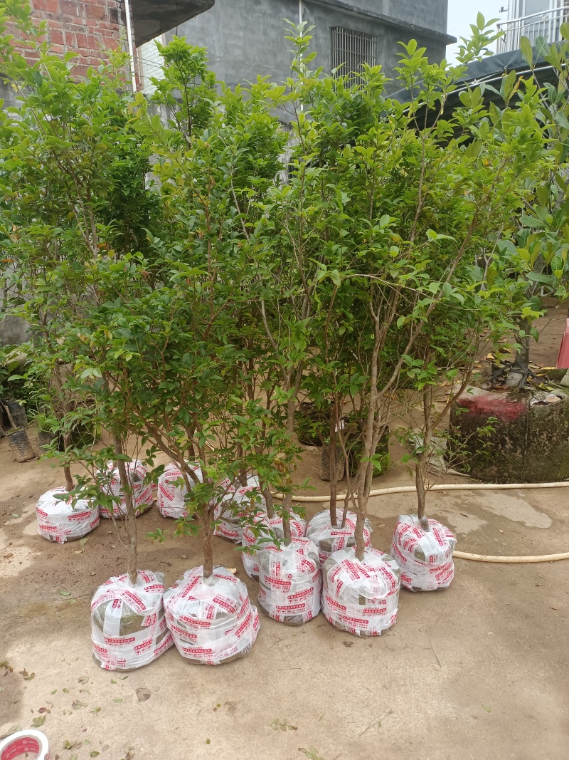 沙巴嘉宝果苗，中大苗，苗子漂亮