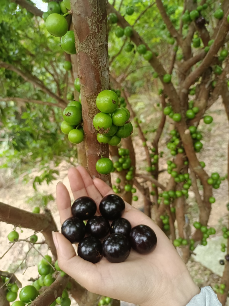沙巴嘉宝果苗，中大苗，苗子漂亮