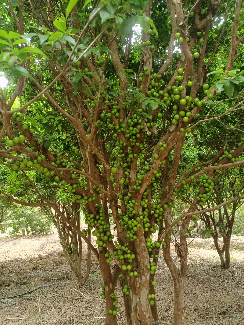 沙巴嘉宝果苗，中大苗，苗子漂亮