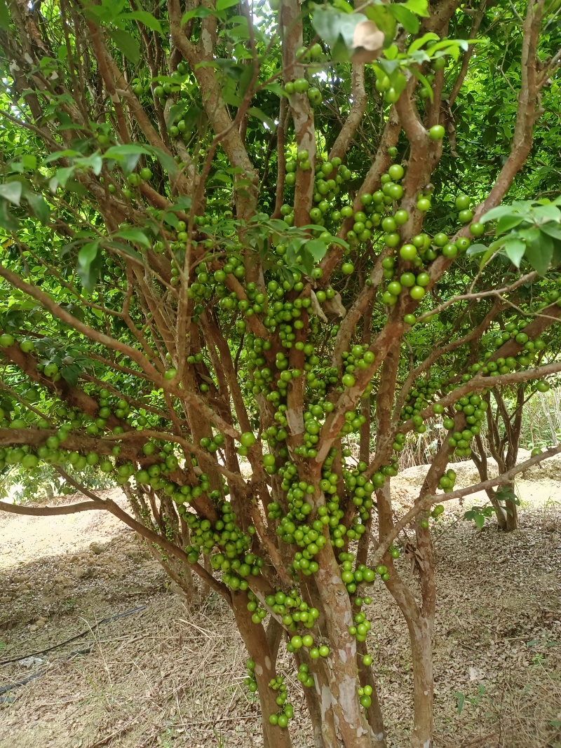 沙巴嘉宝果苗，中大苗，苗子漂亮