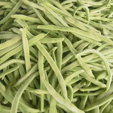 白芸豆