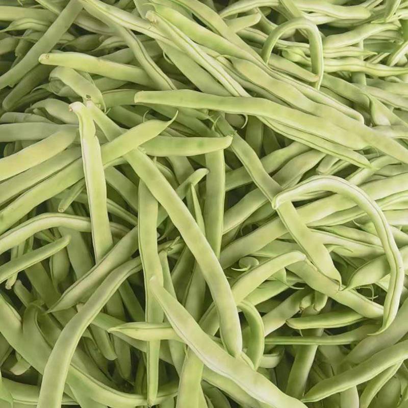 白芸豆