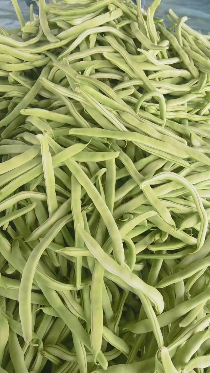白芸豆