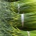白帽蒜苔江苏产区直发质量保证价钱实惠