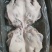 厂家直销，鲜冻品，无耳头，一件起发！