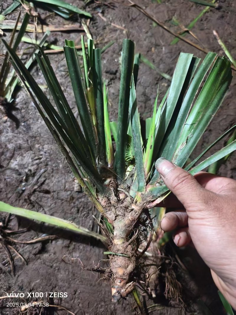 四川石菖蒲种苗，开叶红心基地直发视频看货