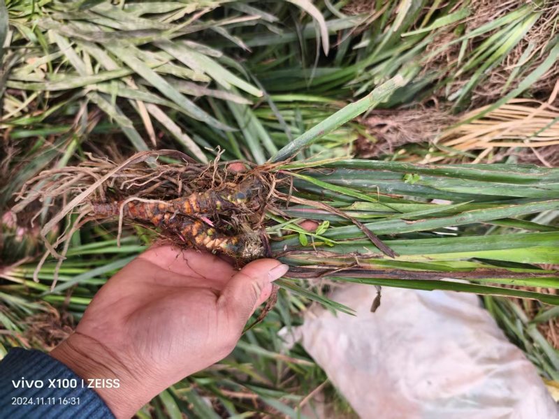 四川石菖蒲种苗，开叶红心基地直发视频看货