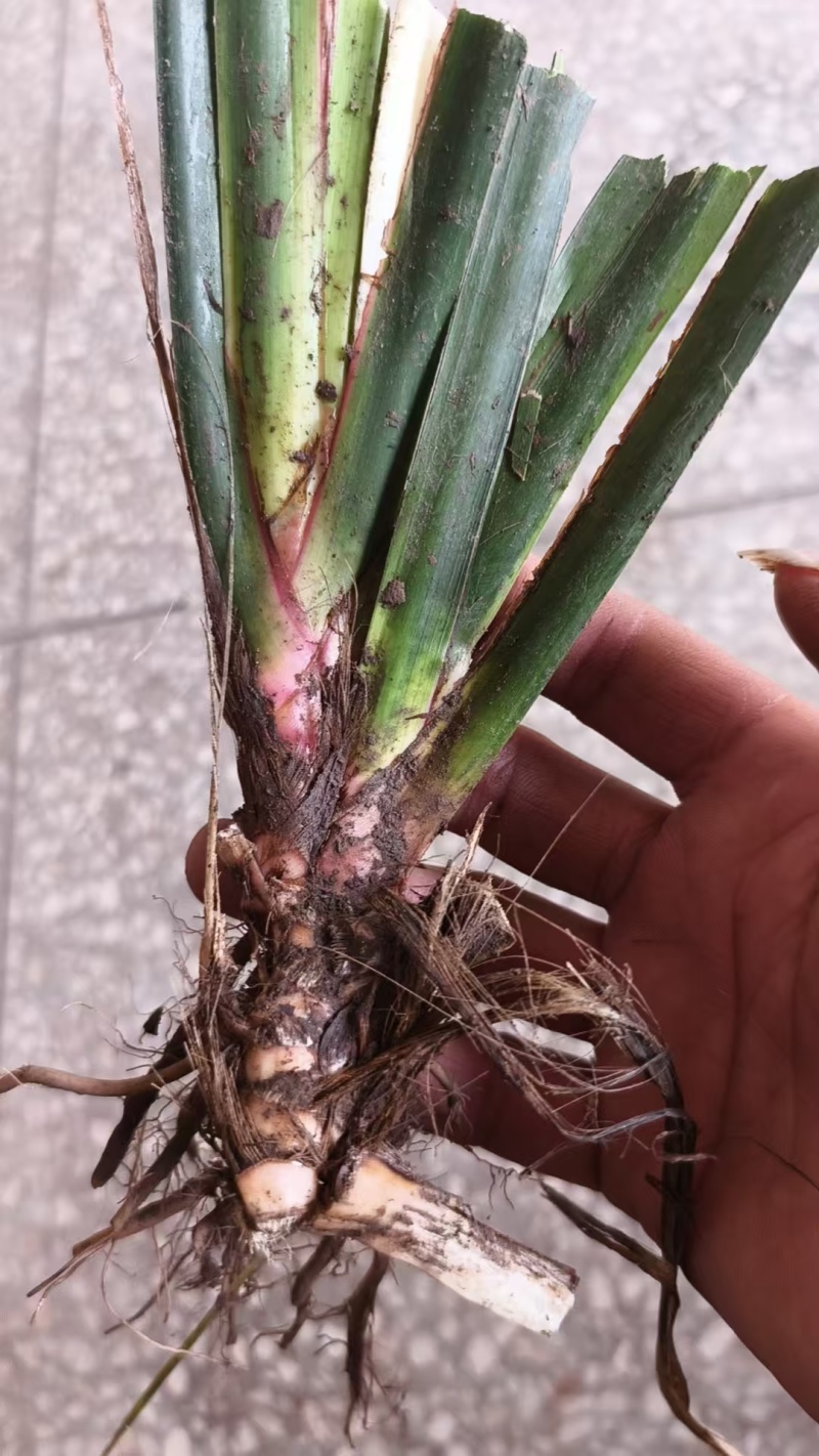 四川石菖蒲种苗，开叶红心基地直发视频看货