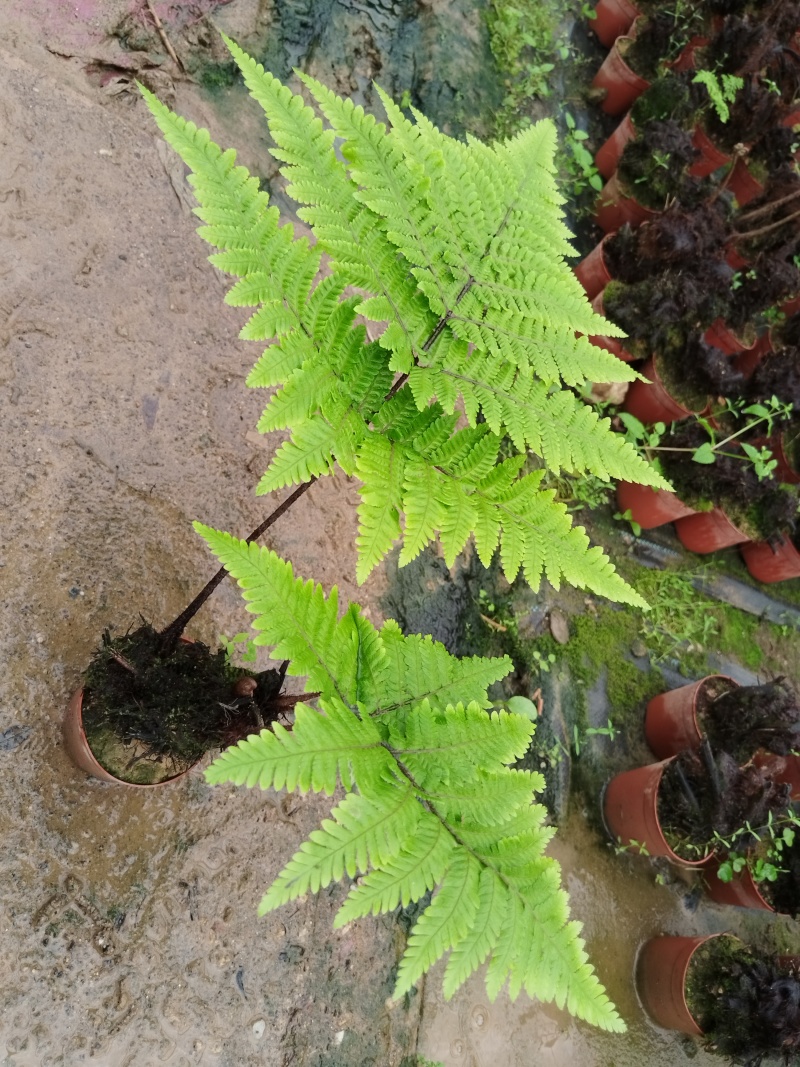 红鳞蕨：种植基地自产自销，大小各规格加仑杯都有