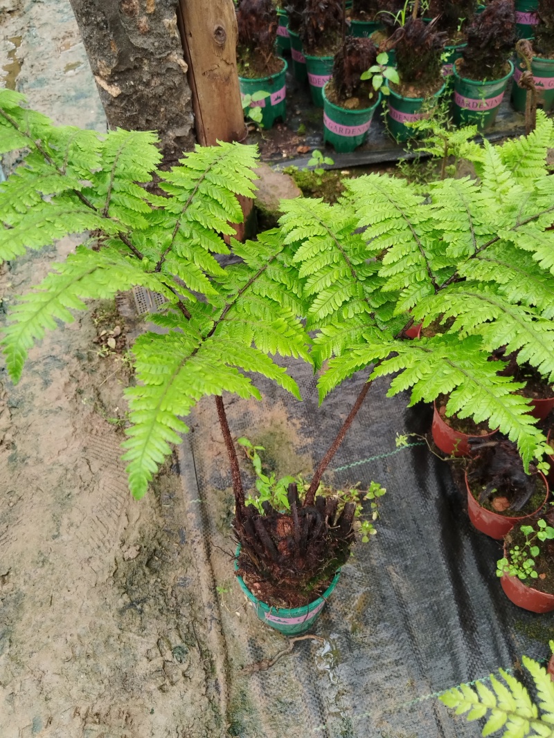 红鳞蕨：种植基地自产自销，大小各规格加仑杯都有