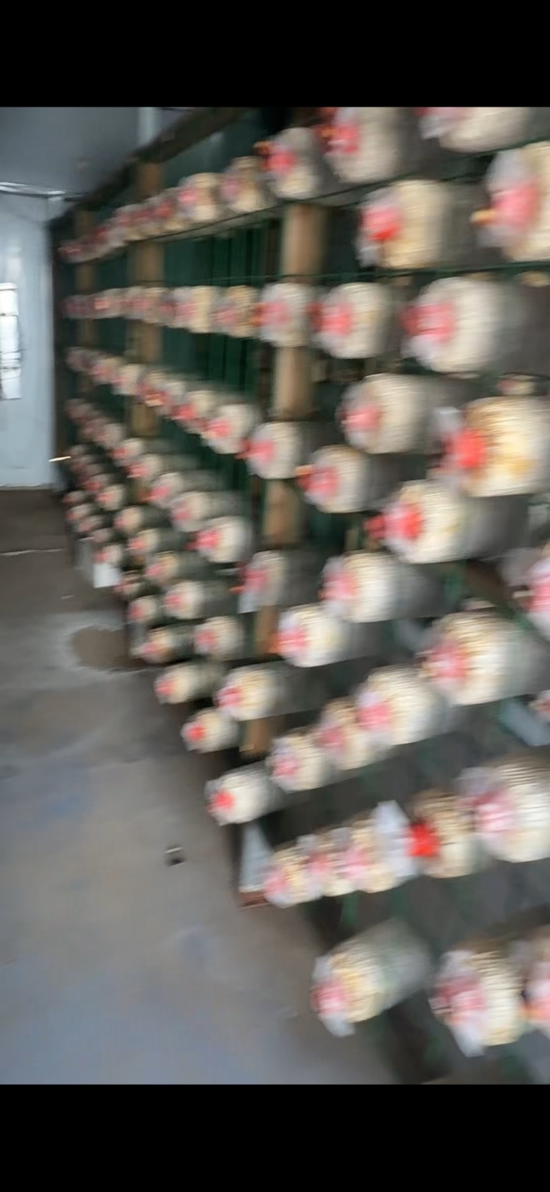鹿茸菌菌包